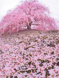 【約200本の枝垂れ梅が圧巻！😳】この春行って欲しいスポット！鈴鹿の森庭園をご紹介！🌸✨
