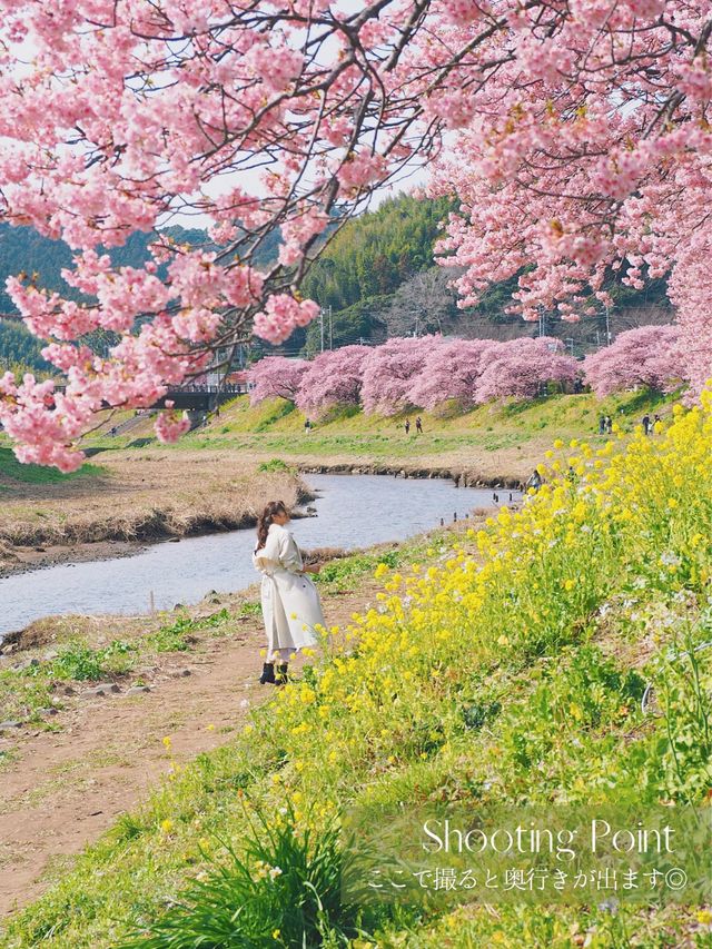 ひとあし先に楽しめる💫桜×菜の花の絶景！🌸