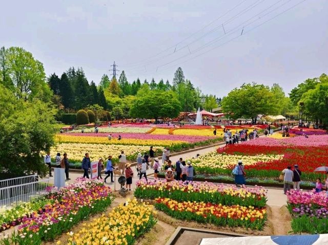 Tonami Tulip Festival 2023