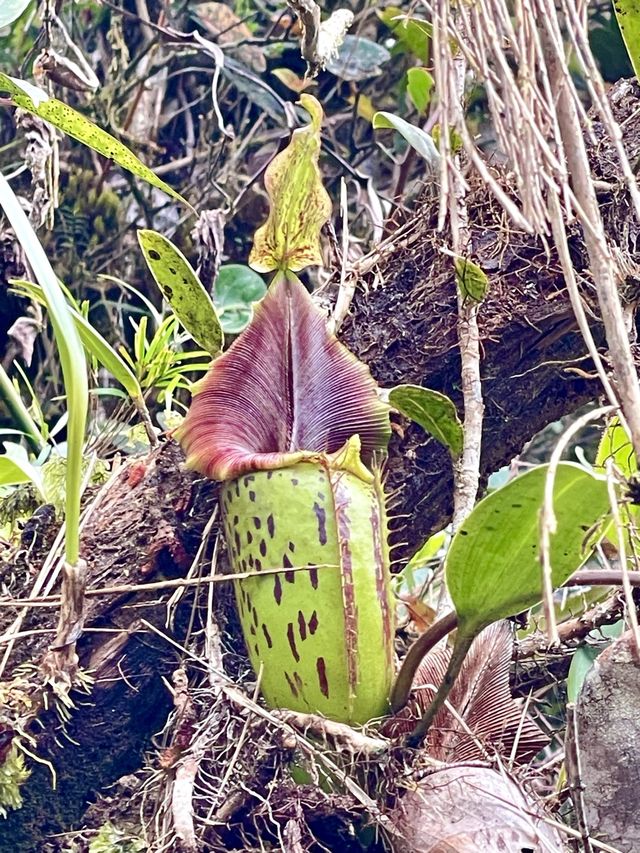 The intricate dance of nature's rhythms.