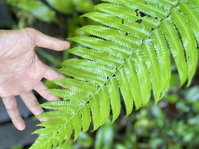 An array of rare and stunning leaves.