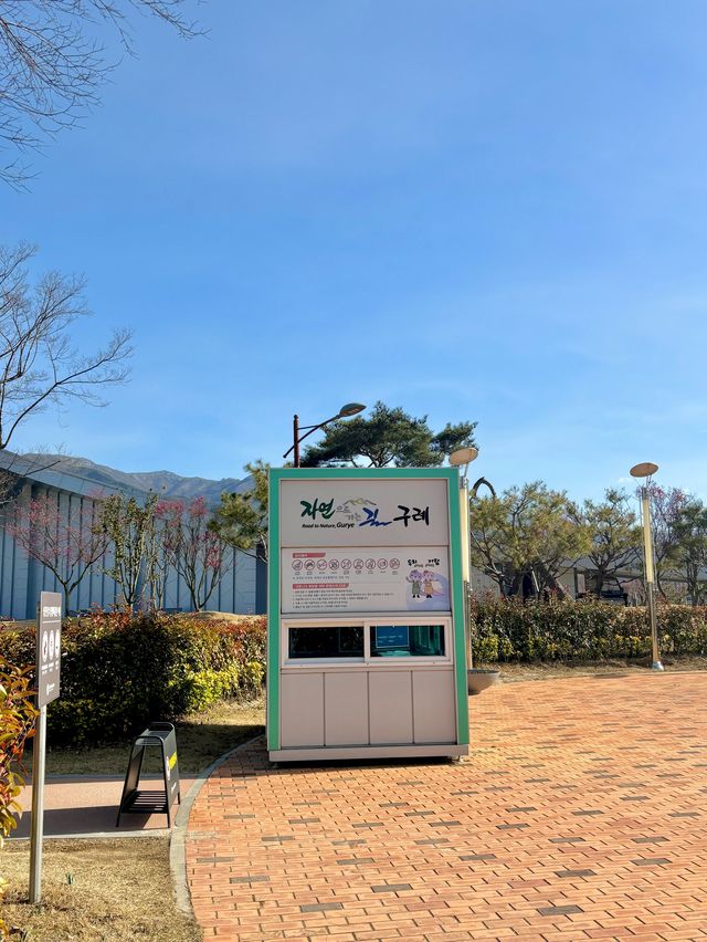 아름다운 홍매화 꽃들을 볼 수 있는 구례 공원🌸💗