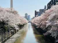 Sakura Season in Tokyo