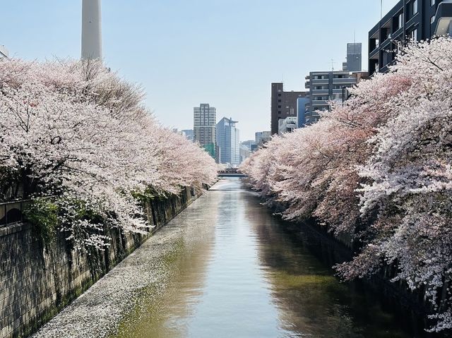 Sakura Season in Tokyo