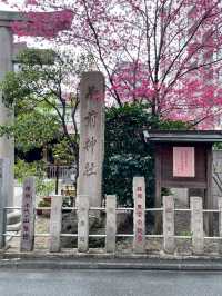 【東京】蔵前神社の早咲き桜とミモザの絶景コラボ