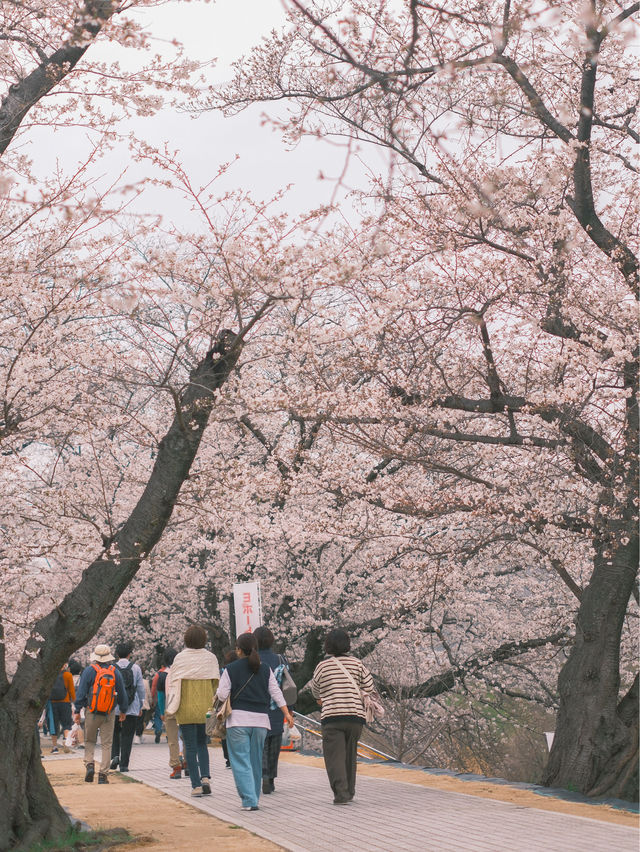 京都散策 |去追一場櫻花吧附賞花景點🌸