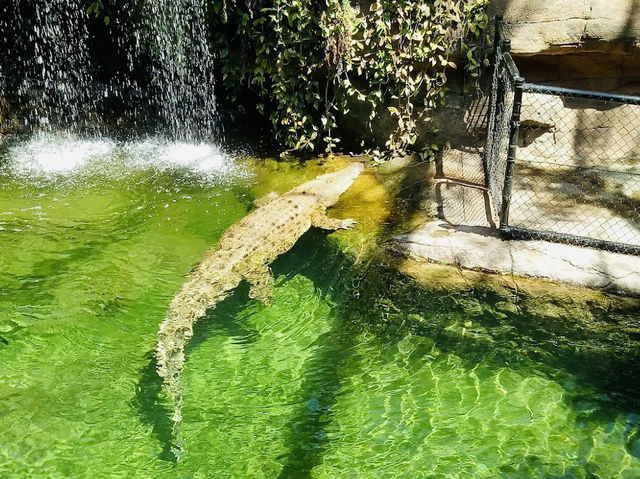 WILD LIFE Sydney Zoo