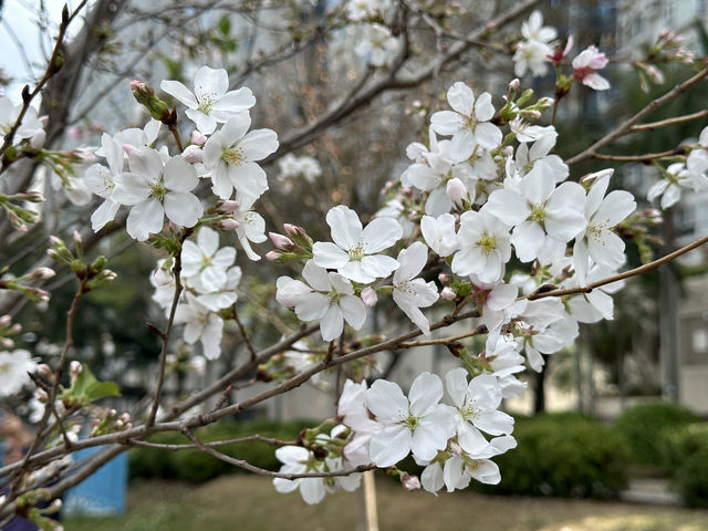 香港好去處 | 坐港鐵屯馬線去賞櫻(三) | 石門安景街公園