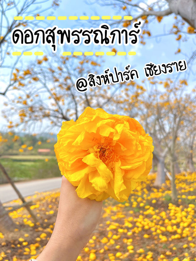 ถ่ายรูปกับดอกสุพรรณิการ์ @สิงห์ปาร์ค เชียงราย