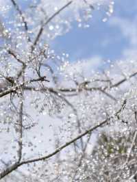 【神奈川県/箱根】ここでしかみられない桜！ガラスでできた輝く木