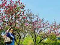 Spring calling, cherry blossoms in full bloom