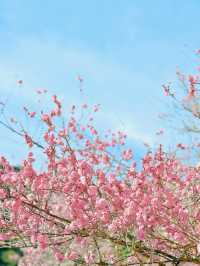 【岩国】春はのんびり気持ちいい吉香公園へ🌸
