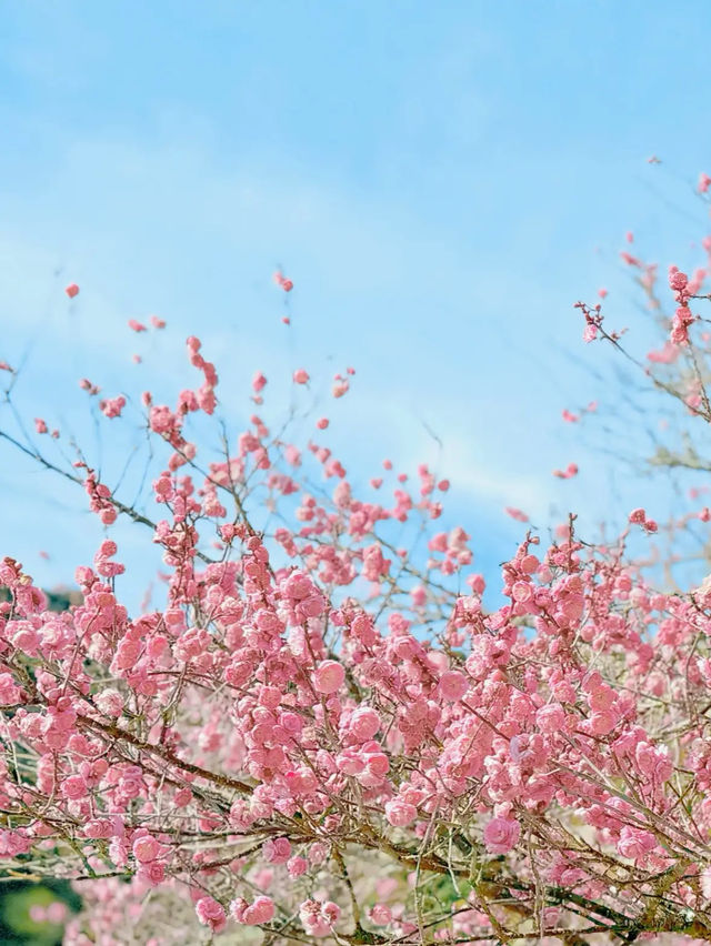 【岩国】春はのんびり気持ちいい吉香公園へ🌸