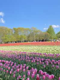 【広島】日本最大級のチューリップ畑に行ってみたい！