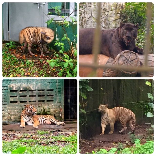 Meeting The Animal Kingdom Royalty