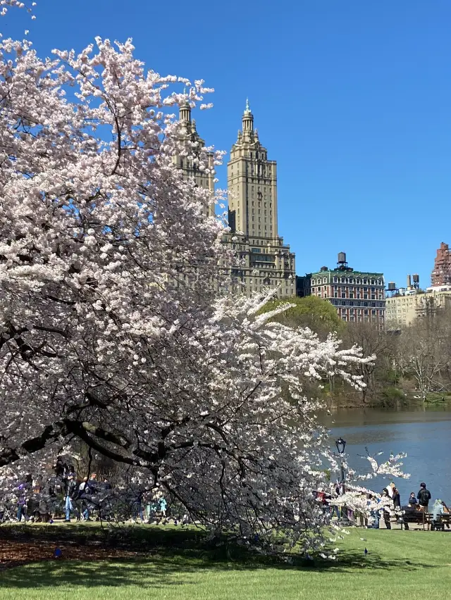 벚꽃 피는 봄, 뉴욕 센트럴파크 풍경🌸