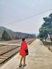 원주 벚꽃명소 반곡역🌸
