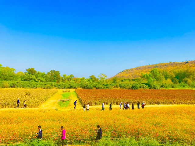 Living in harmony with nature 🇹🇭 ❤️