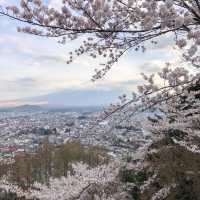 Cherry blossom at Chureito Pagoda 