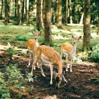 麥塞特農場公園：美麗鄉村