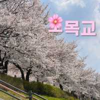 오목교って知ってる？ #さくら2024