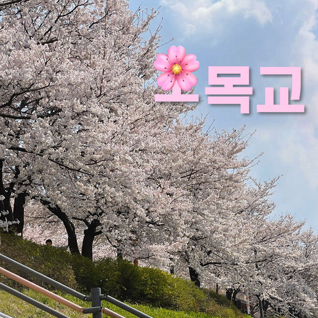 오목교って知ってる？ #さくら2024