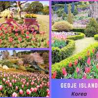 💐 Tulip Garden Blossom in Geoje Island🌷