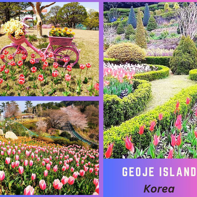 💐 Tulip Garden Blossom in Geoje Island🌷