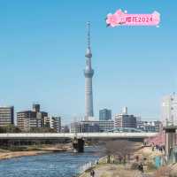 晴空塔下絢爛的櫻花-獨特的都會美景