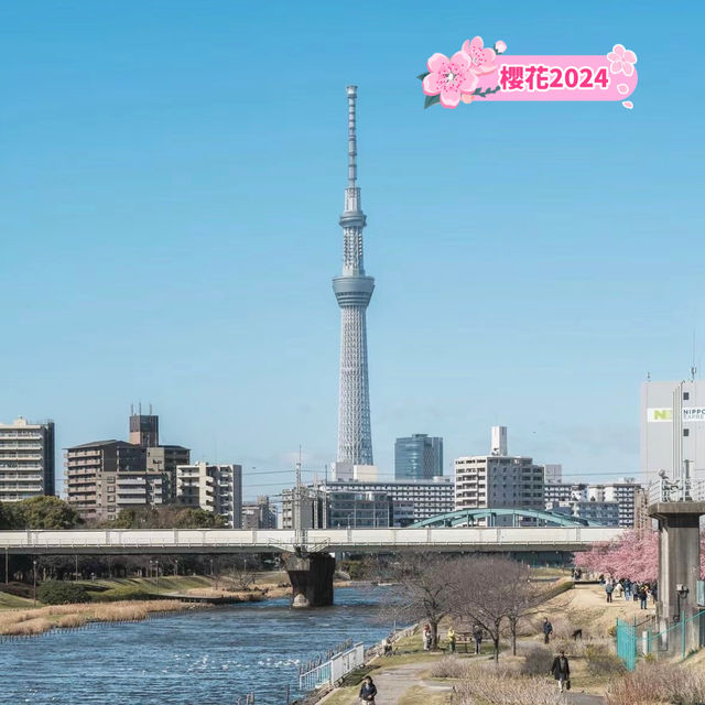 晴空塔下絢爛的櫻花-獨特的都會美景