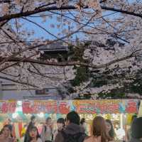 🇯🇵 Maruyama park | Dining under magnificent sakura tree 🎄