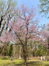 札幌　札幌観光　札幌観光定番 円山公園の桜を見てきたよ！