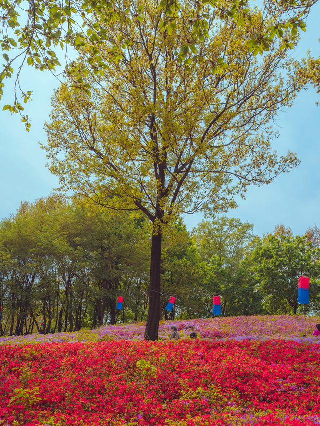 💜보라빛으로 물든 철쭉 천국인 “군포 철쭉동산”💜