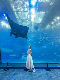 沖繩🇯🇵全亞洲最大水族館 看鯨鯊魔鬼魚🐳