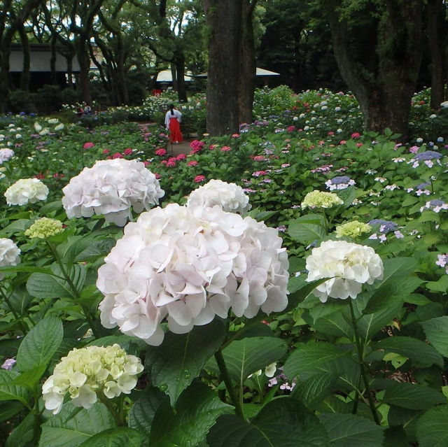 【🌿傳統典雅👘筥崎宮繡球花苑🏵️】