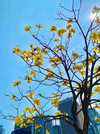 【中環】中環海濱、香港摩天輪：草坪上郊遊野餐，摩天輪上欣賞晚霞