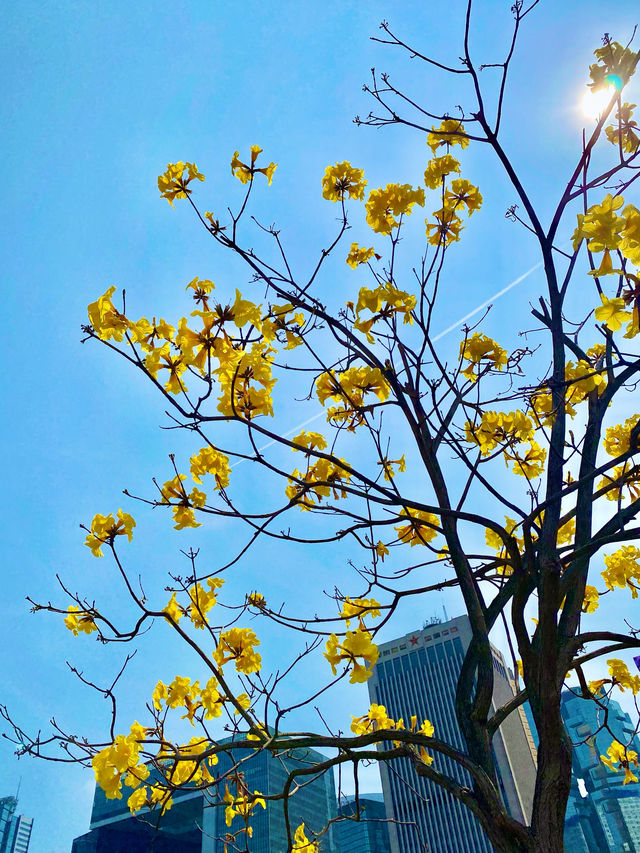 【中環】中環海濱、香港摩天輪：草坪上郊遊野餐，摩天輪上欣賞晚霞