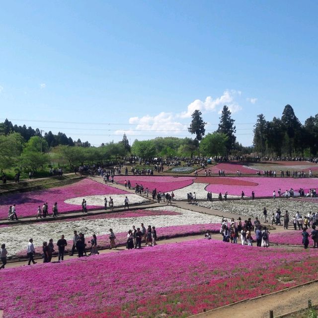 Chichibu Shibazakura ชิบะ ซากุระ สวยงามหวานละมุน