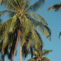 Coco Canopy Boutique Resort 