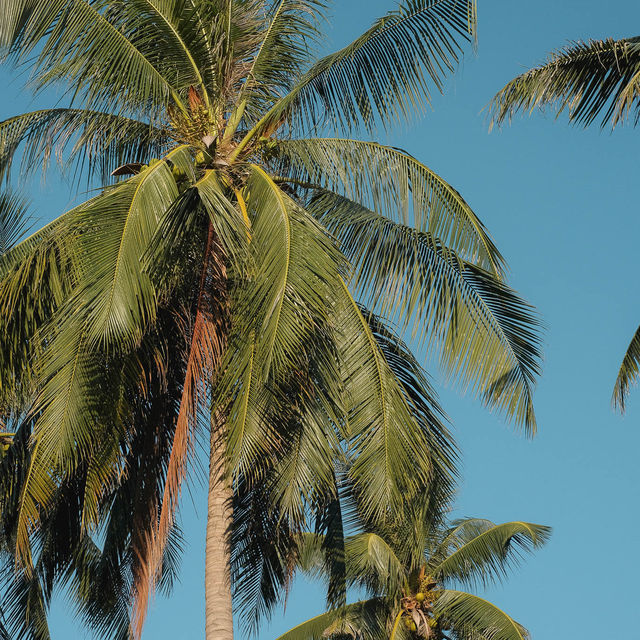 Coco Canopy Boutique Resort 