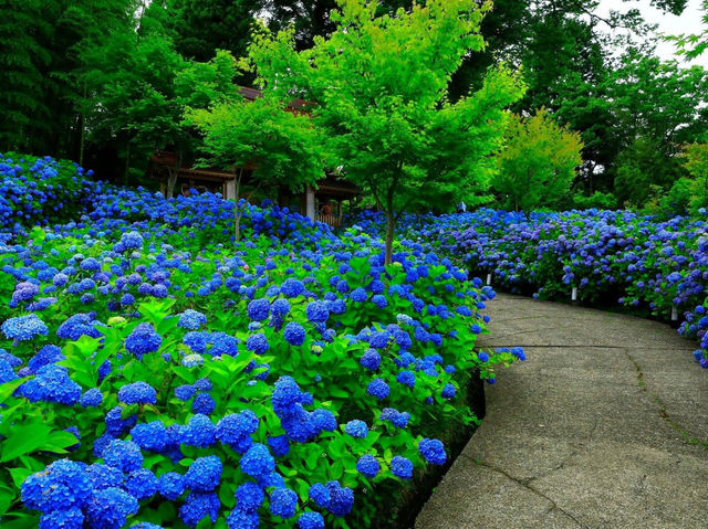 雲昌寺隱世繡球花花海