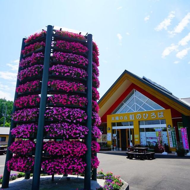 日本最大的波斯菊園
