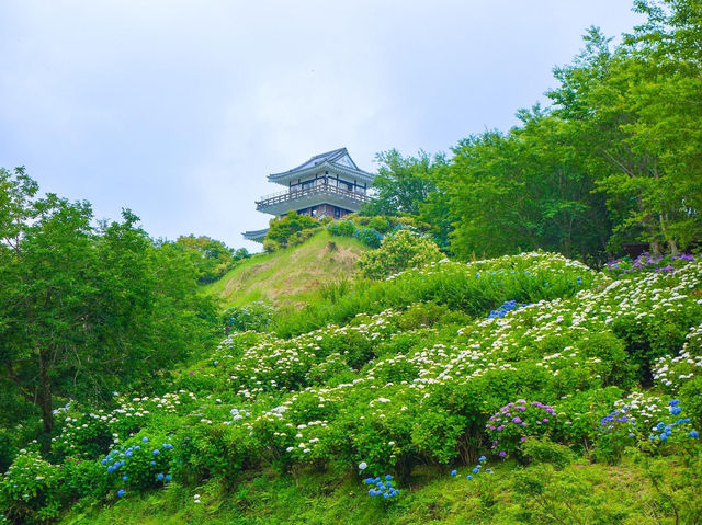 繡球花公園