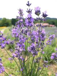 【三重】季節のお花が楽しめるハーブ園