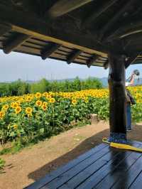올여름 꼭 가야할 역대급 해바라기축제🌻