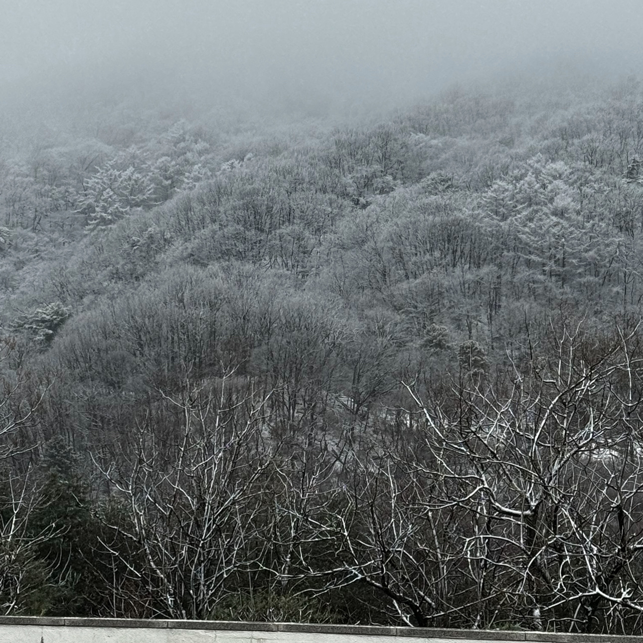 白い雪で覆われた日当たりの良いスキー場