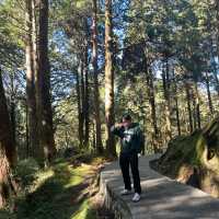 Alishan Taiwan