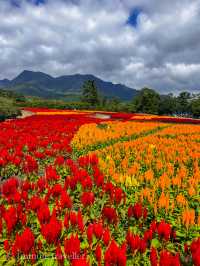 雄大な山々をバックに四季折々の花が咲く、くじゅう花公園