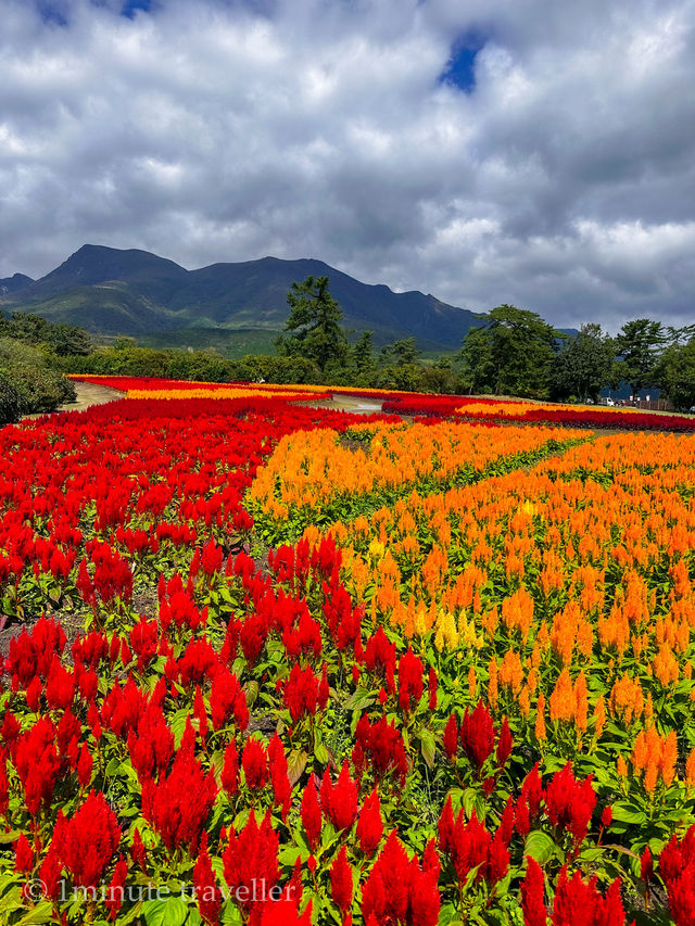 雄大な山々をバックに四季折々の花が咲く、くじゅう花公園