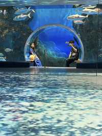 【能登】ジンベイザメに会える幻想的な水族館